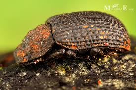Attēlu rezultāti vaicājumam “Bolitophagus reticulatus”
