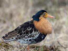 Attēlu rezultāti vaicājumam “Philomachus pugnax adult”