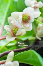 Attēlu rezultāti vaicājumam “Schisandra chinensis flower”