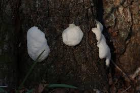 Attēlu rezultāti vaicājumam “Willkommlangea reticulata young”