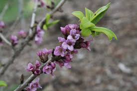 Attēlu rezultāti vaicājumam “Daphne mezereum flower”