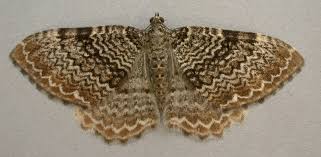 Attēlu rezultāti vaicājumam “Hydria undulata”