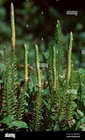 Attēlu rezultāti vaicājumam “Lycopodiaceae”
