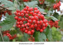 Attēlu rezultāti vaicājumam “Sorbus hybrida”