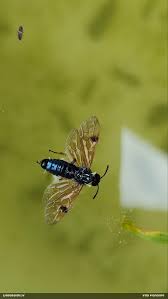 Attēlu rezultāti vaicājumam “Arge ustulata”