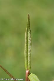 Attēlu rezultāti vaicājumam “Lysimachia thyrsiflora bud”