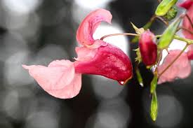 Attēlu rezultāti vaicājumam “Impatiens glandulifera fruit”