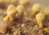 Attēlu rezultāti vaicājumam “Hemitrichia clavata”