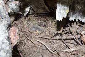 Attēlu rezultāti vaicājumam “Motacilla alba nest”