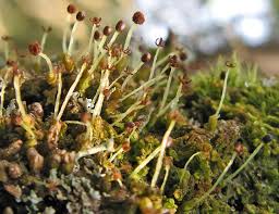 Attēlu rezultāti vaicājumam “Ptilidium pulcherrimum sporophyte”