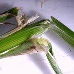 Attēlu rezultāti vaicājumam “Glyceria striata fruit”