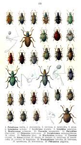 Attēlu rezultāti vaicājumam “Polydrusus mollis”