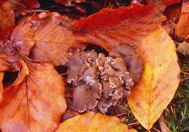 Attēlu rezultāti vaicājumam “Pseudocraterellus”