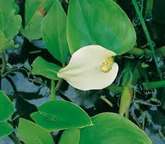 Attēlu rezultāti vaicājumam “Calla palustris”