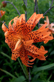 Attēlu rezultāti vaicājumam “Lilium lancifolium flower”