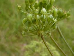 Attēlu rezultāti vaicājumam “Peucedanum oreoselinum flower”
