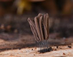 Attēlu rezultāti vaicājumam “Stemonitis sp.”