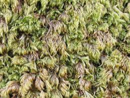 Attēlu rezultāti vaicājumam “Isothecium alopecuroides”