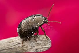 Attēlu rezultāti vaicājumam “Korynetes caeruleus”