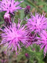 Attēlu rezultāti vaicājumam “Serratula tinctoria flower”