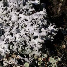 Attēlu rezultāti vaicājumam “Hypogymnia physodes”