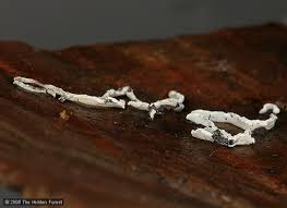 Attēlu rezultāti vaicājumam “Physarum bitectum sessile”