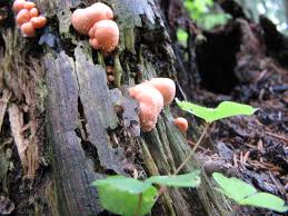 Attēlu rezultāti vaicājumam “Lycogala irregulare”