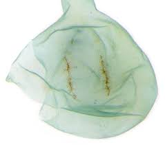 Attēlu rezultāti vaicājumam “Parapoynx stratiotata female”