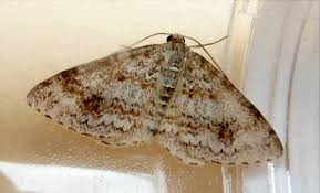 Attēlu rezultāti vaicājumam “Hydrelia sylvata”