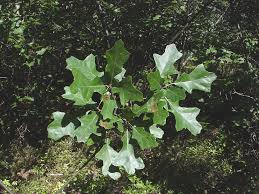 Attēlu rezultāti vaicājumam “Quercus robur Fastigiata leaf”