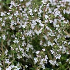Attēlu rezultāti vaicājumam “Thymus pulegioides leaf”
