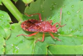 Attēlu rezultāti vaicājumam “Rhopalus maculatus imago”