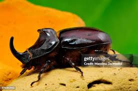 Attēlu rezultāti vaicājumam “Oryctes nasicornis”