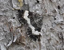 Attēlu rezultāti vaicājumam “Spargania luctuata”