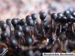 Attēlu rezultāti vaicājumam “Metatrichia floriformis spores”