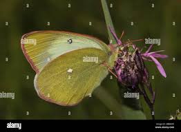 Attēlu rezultāti vaicājumam “Colias palaeno female”
