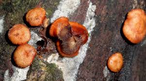 Attēlu rezultāti vaicājumam “Hypocrea rufa”