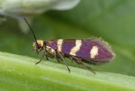 Attēlu rezultāti vaicājumam “Micropterix aureatella”