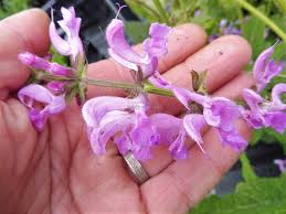 Image result for Salvia pratensis `Rose Rhapsody