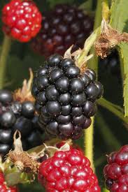 Image result for Rubus sectio