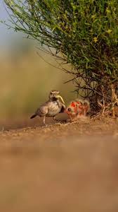 Image result for Melanocorypha bimaculata