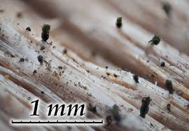 Attēlu rezultāti vaicājumam “Microcalicium disseminatum”