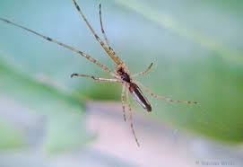 Attēlu rezultāti vaicājumam “Tetragnatha montana”