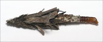 Attēlu rezultāti vaicājumam “Canephora hirsuta”