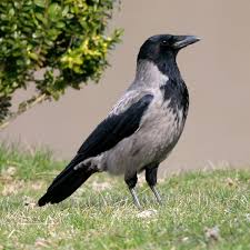 Attēlu rezultāti vaicājumam “Corvus cornix”