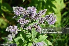 Attēlu rezultāti vaicājumam “Mentha longifolia”