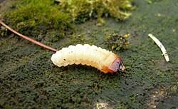 Attēlu rezultāti vaicājumam “Rhagium inquisitor”