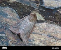 Attēlu rezultāti vaicājumam “Mythimna turca”