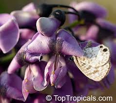 Attēlu rezultāti vaicājumam “Ombrophila violacea”