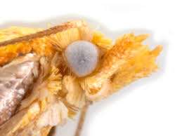 Attēlu rezultāti vaicājumam “Acleris bergmanniana”